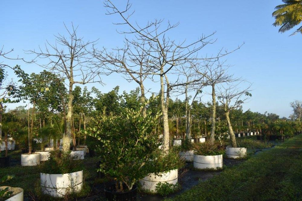 chorisia-speciosa-floss-silk-tree