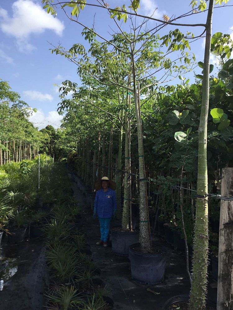 chorisia-speciosa-floss-silk-tree