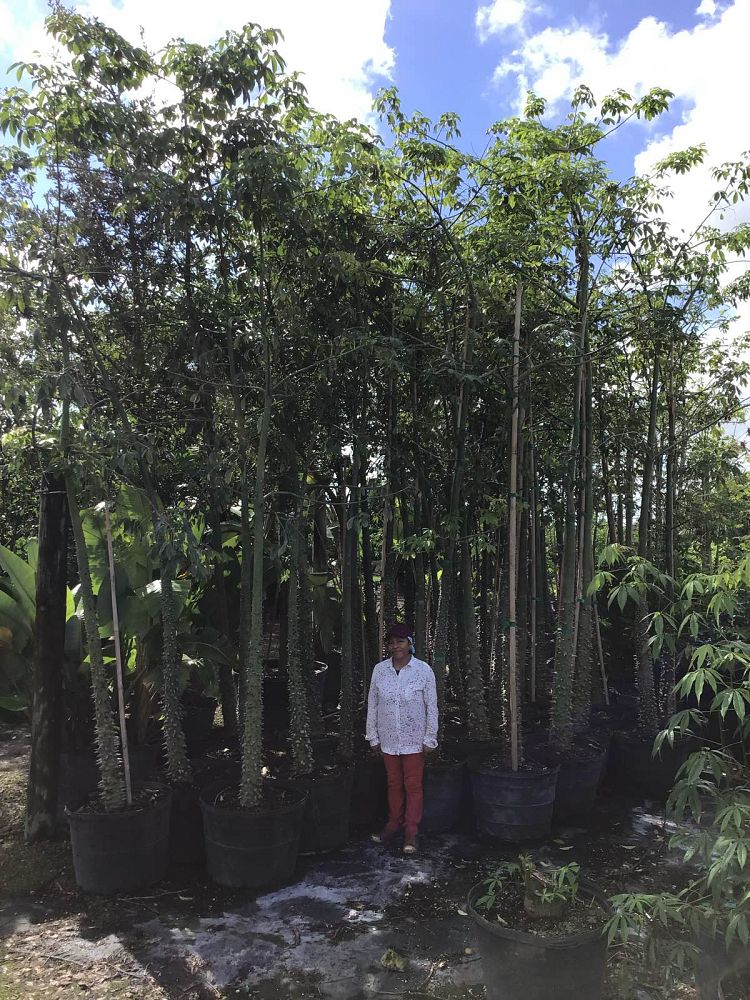 chorisia-speciosa-floss-silk-tree