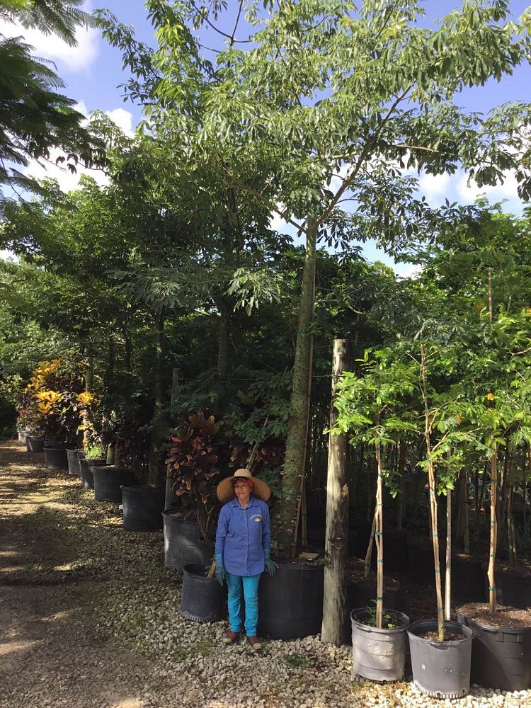 chorisia-speciosa-floss-silk-tree