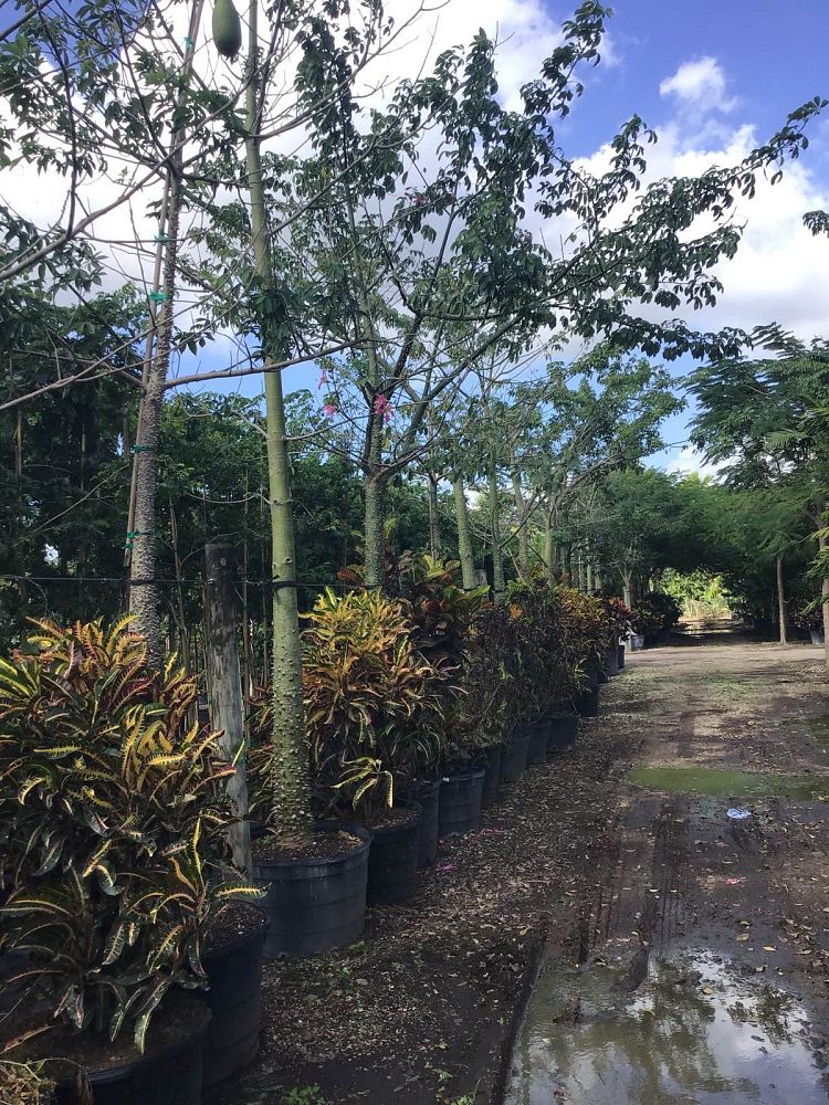 chorisia-speciosa-floss-silk-tree