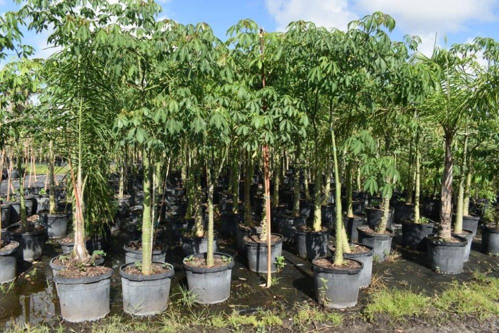 chorisia-speciosa-floss-silk-tree