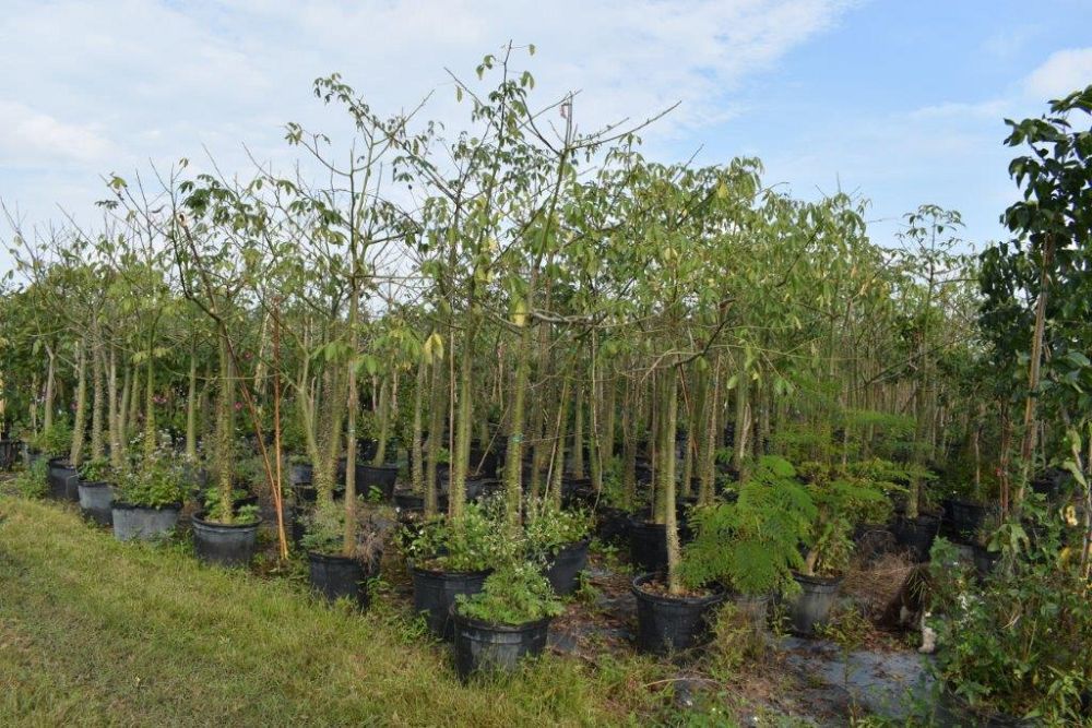 chorisia-speciosa-floss-silk-tree