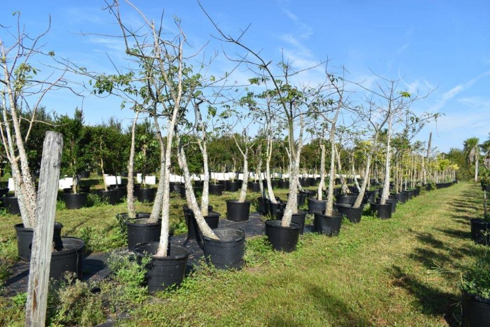 chorisia-speciosa-floss-silk-tree