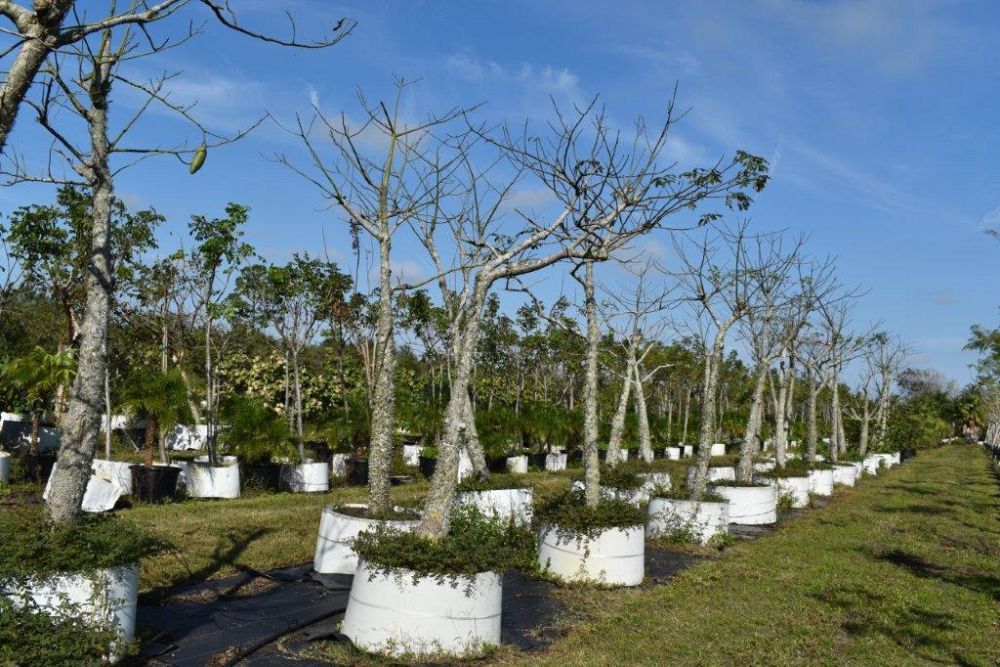 chorisia-speciosa-floss-silk-tree