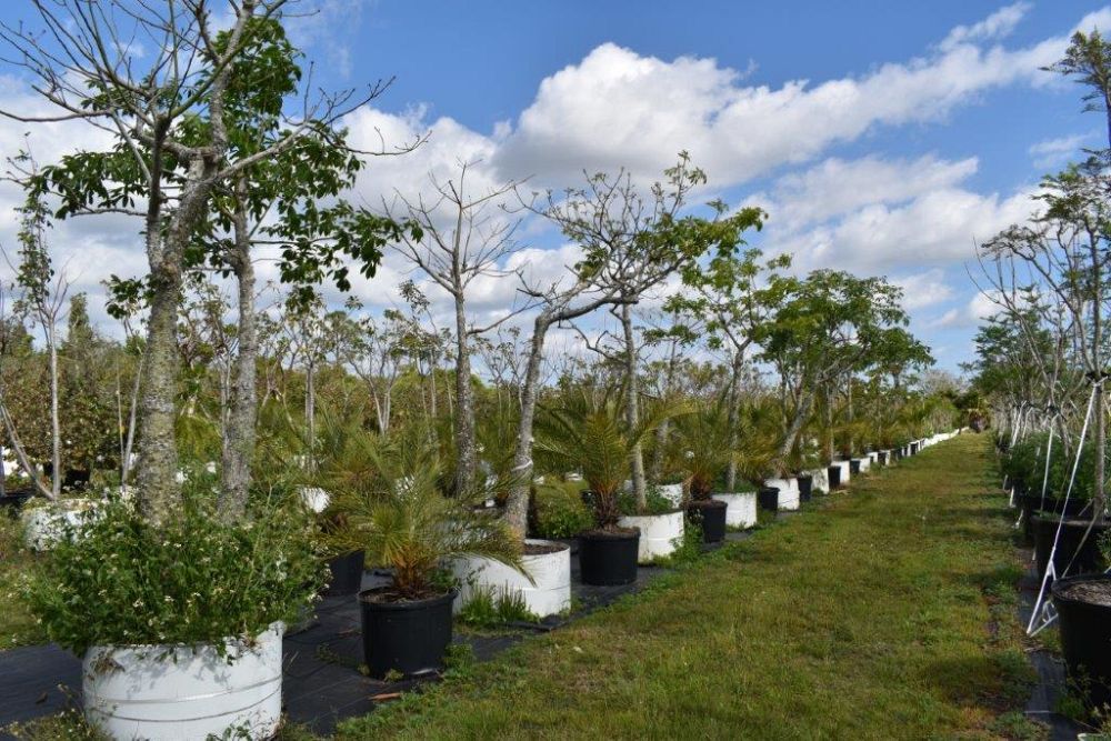 chorisia-speciosa-floss-silk-tree