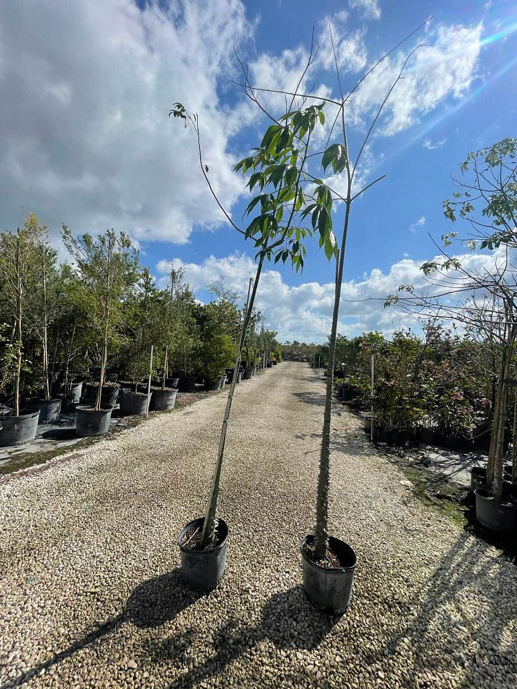 chorisia-speciosa-floss-silk-tree