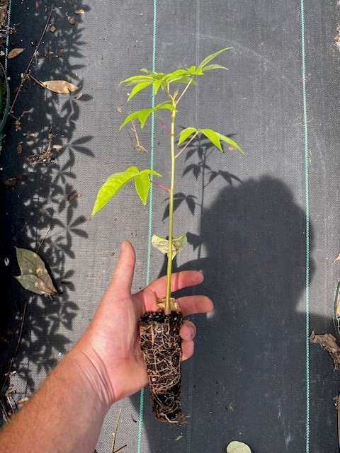 chorisia-speciosa-floss-silk-tree