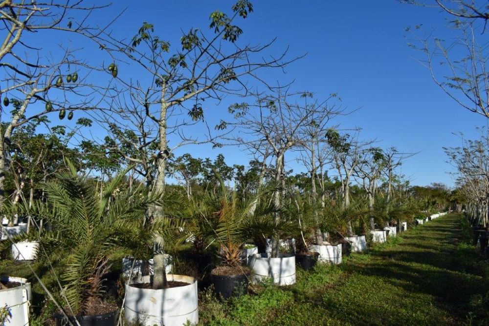 chorisia-speciosa-floss-silk-tree
