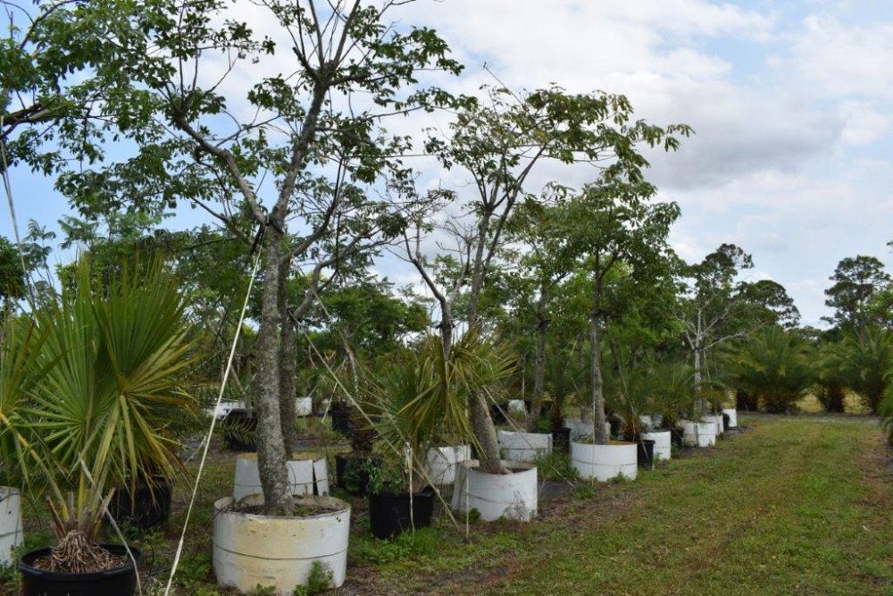chorisia-speciosa-floss-silk-tree