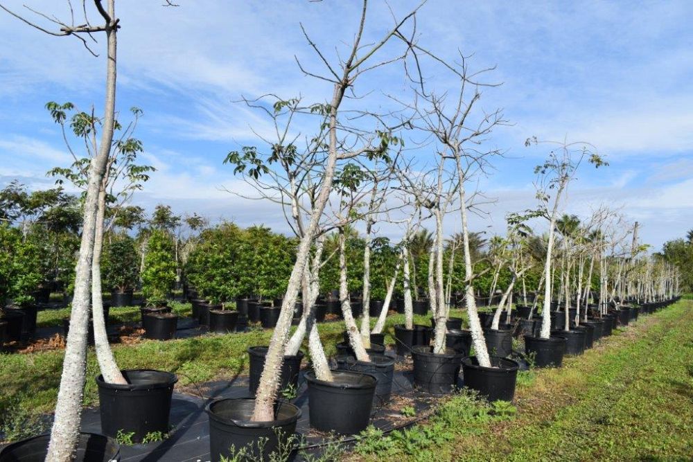 chorisia-speciosa-floss-silk-tree