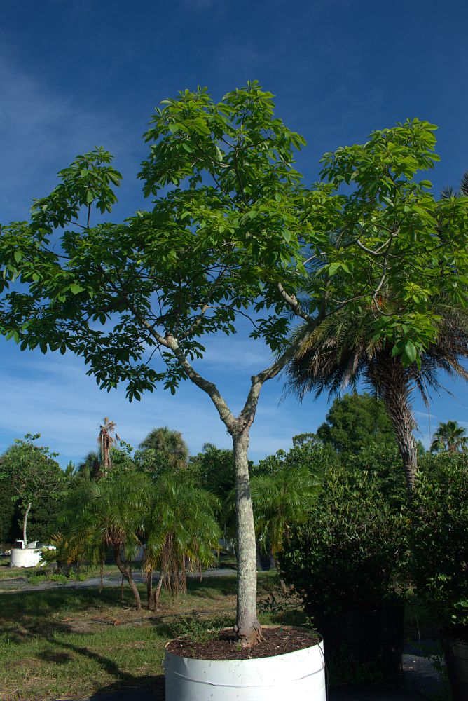 chorisia-speciosa-floss-silk-tree