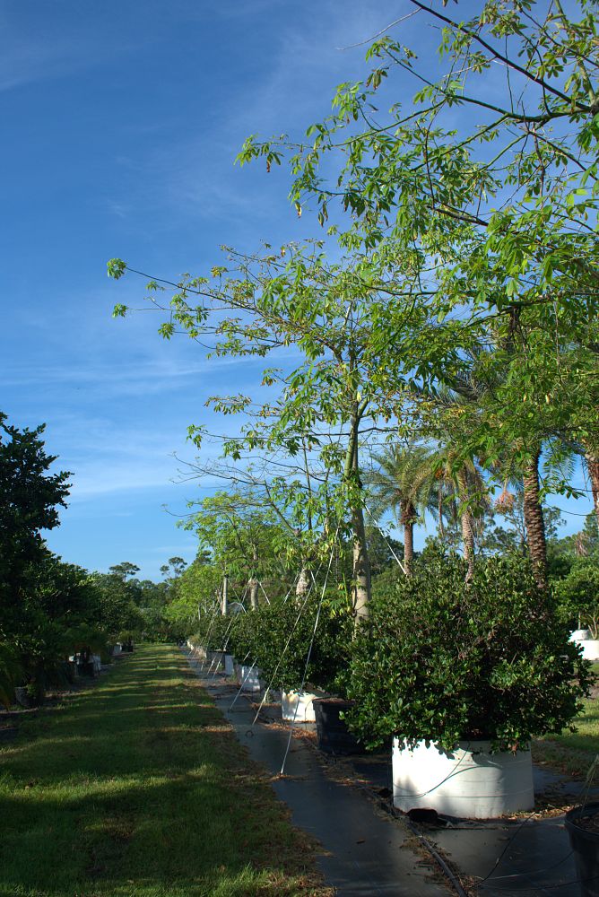 chorisia-speciosa-floss-silk-tree