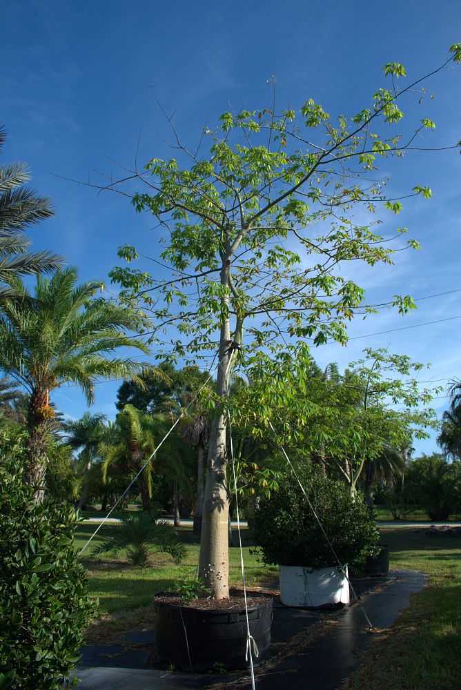 chorisia-speciosa-floss-silk-tree