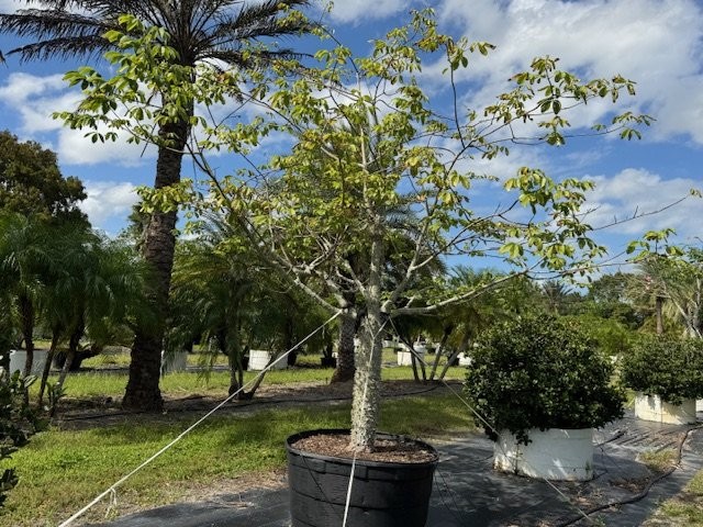 chorisia-speciosa-floss-silk-tree