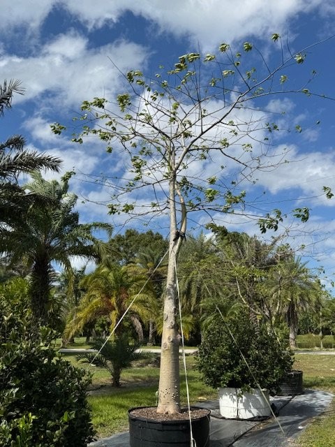 chorisia-speciosa-floss-silk-tree