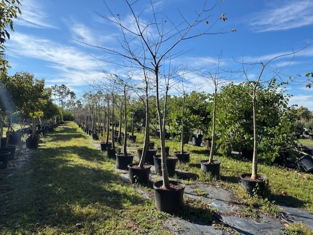 chorisia-speciosa-floss-silk-tree