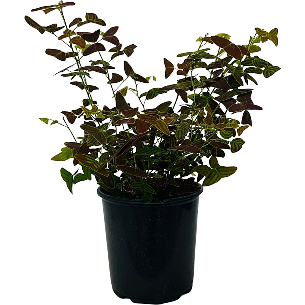 christia-obcordata-cristia-subcordata-lourea-obcordata-swallowtail-plant