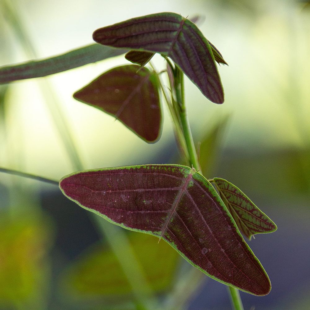 christia-obcordata-cristia-subcordata-lourea-obcordata-swallowtail-plant