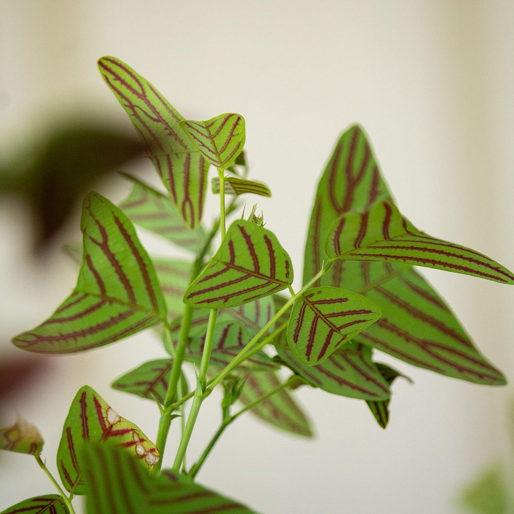 christia-obcordata-cristia-subcordata-lourea-obcordata-swallowtail-plant