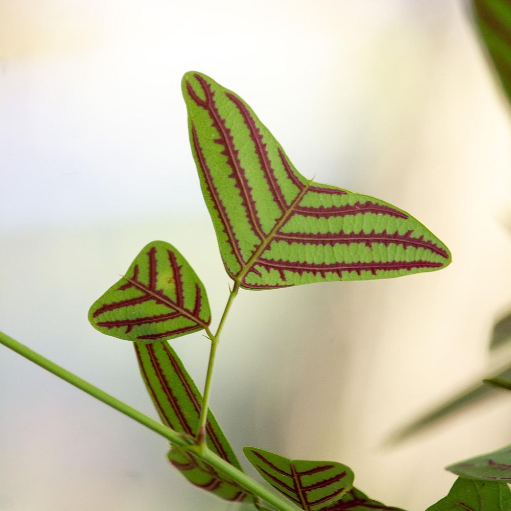 christia-obcordata-cristia-subcordata-lourea-obcordata-swallowtail-plant