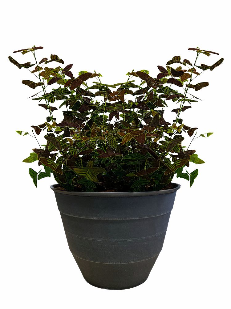 christia-obcordata-cristia-subcordata-lourea-obcordata-swallowtail-plant