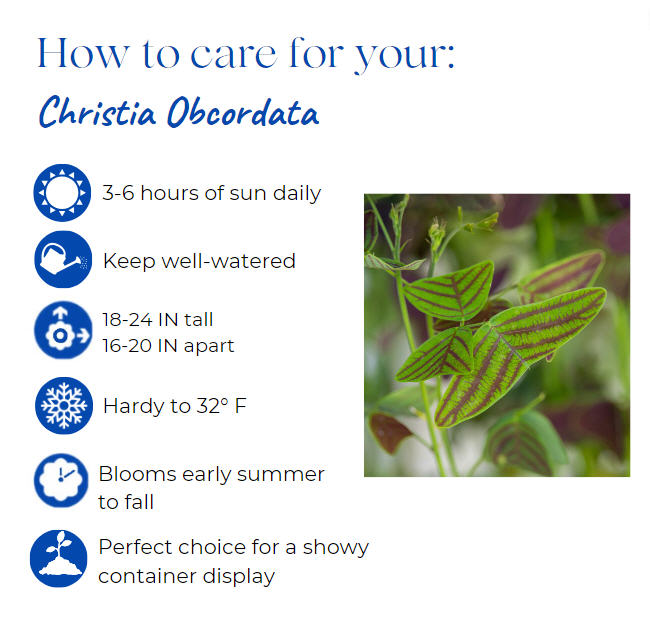 christia-obcordata-cristia-subcordata-lourea-obcordata-swallowtail-plant