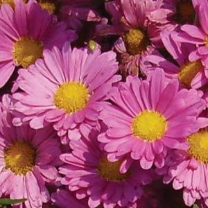 chrysanthemum-mammoth-lavender-daisy-florist-s-mum-garden-mum-chrysanthemum