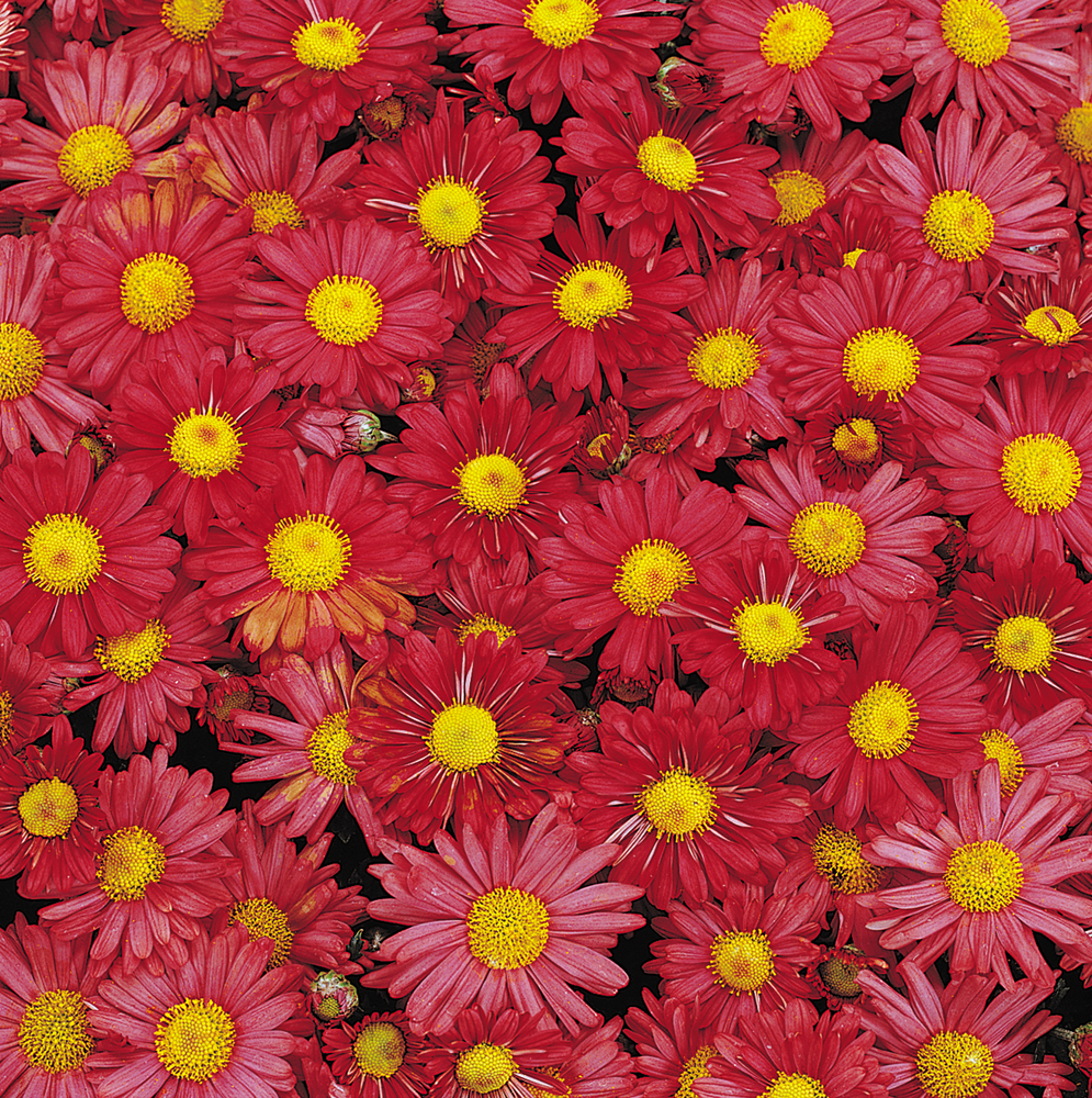 chrysanthemum-mammoth-red-daisy-florist-s-mum-garden-mum-chrysanthemum