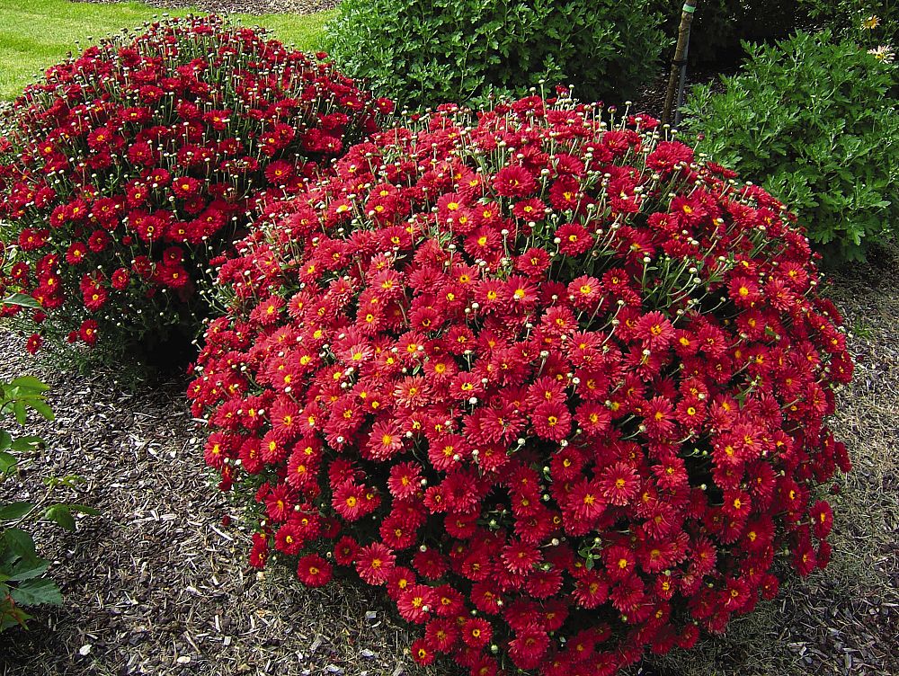 chrysanthemum-mammoth-red-daisy-florist-s-mum-garden-mum-chrysanthemum