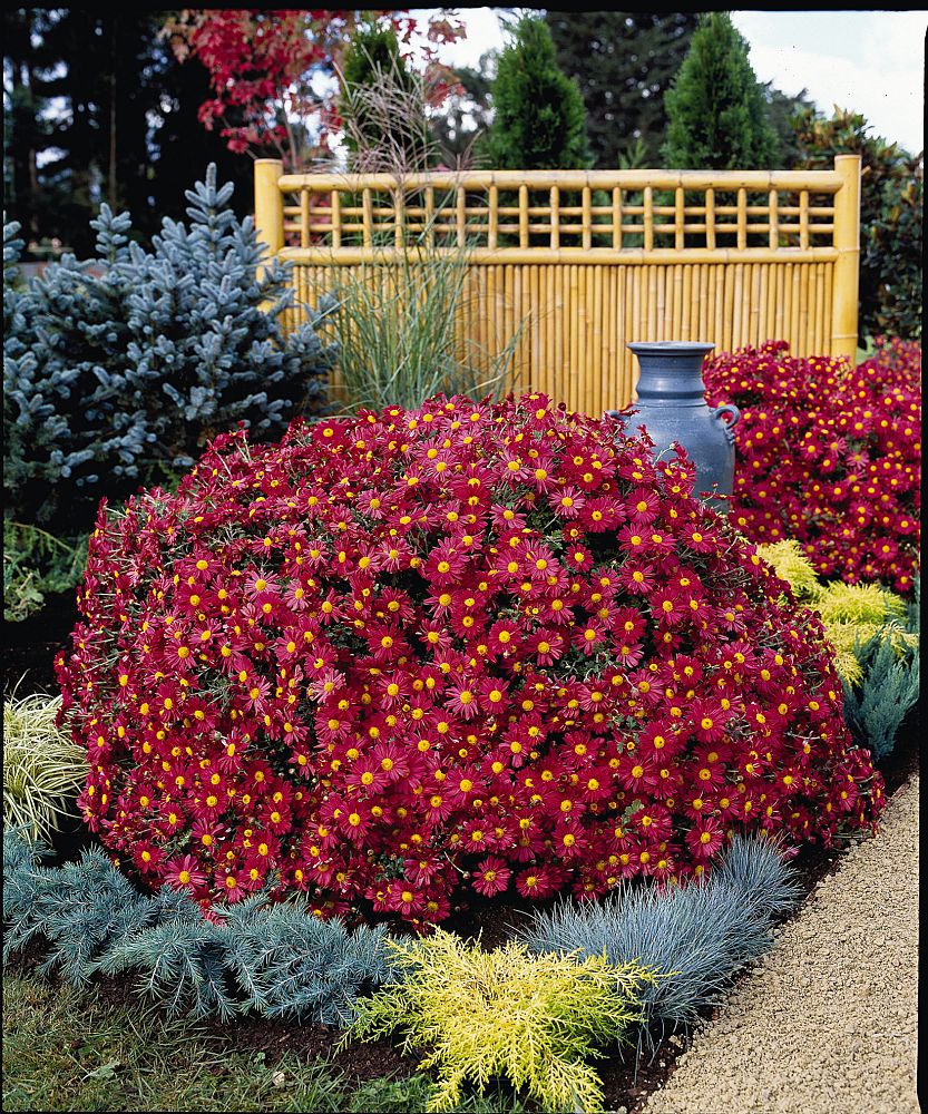 chrysanthemum-mammoth-red-daisy-florist-s-mum-garden-mum-chrysanthemum