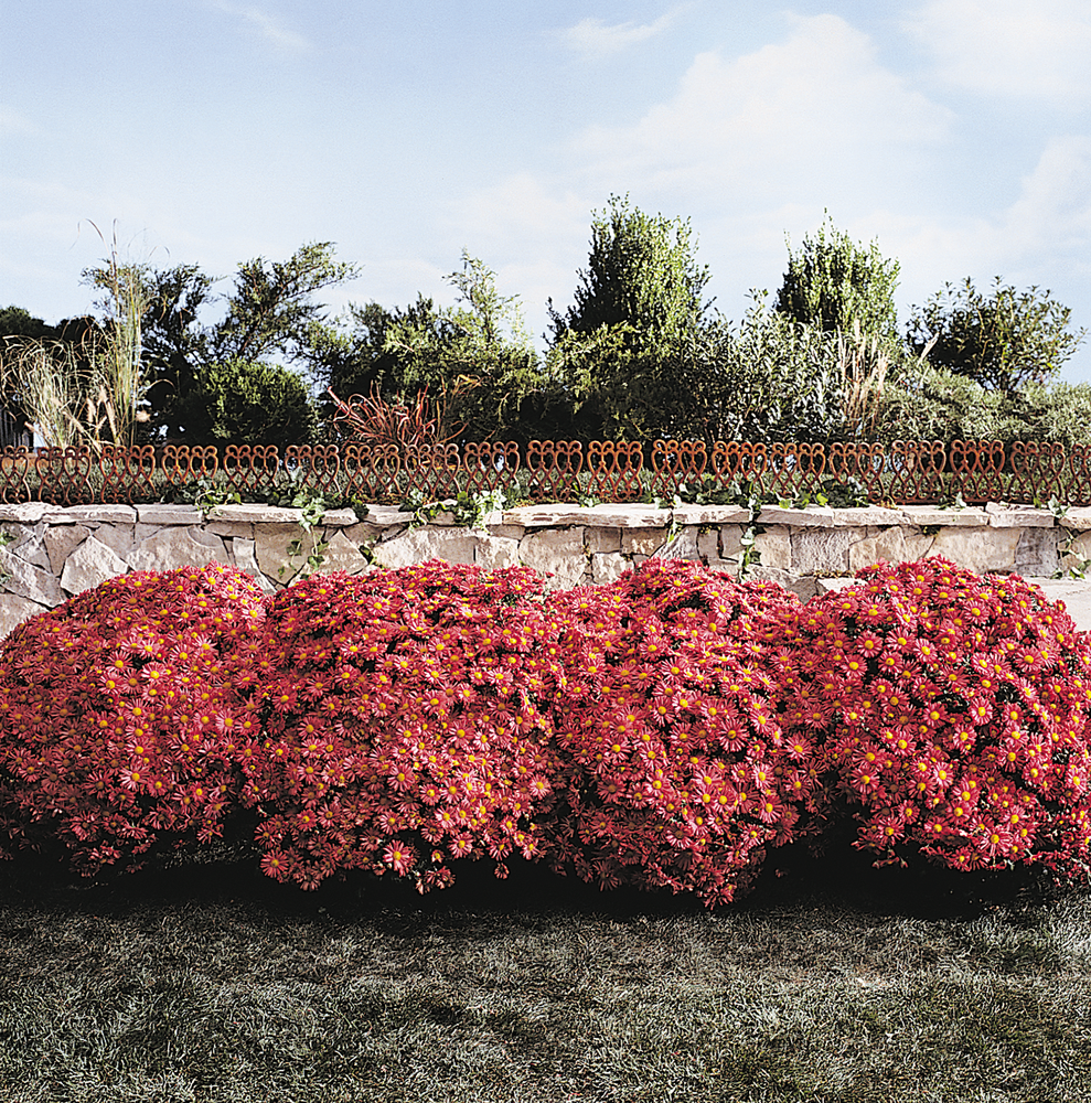 chrysanthemum-mammoth-red-daisy-florist-s-mum-garden-mum-chrysanthemum