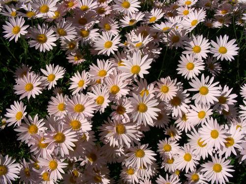 chrysanthemum-sheffield-pink-mum-dendranthema