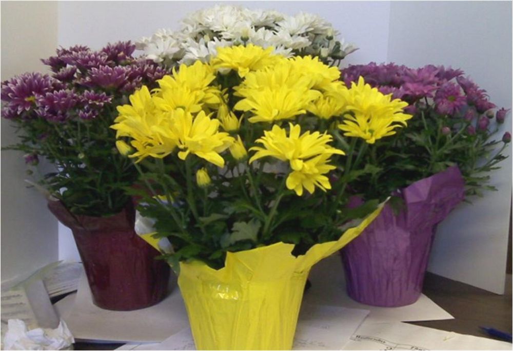 chrysanthemum-spp-mum-dendranthema