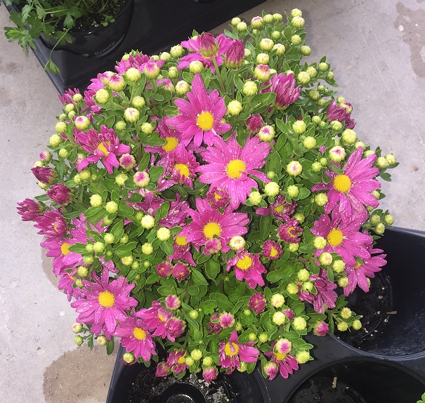 chrysanthemum-spp-mum-dendranthema