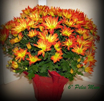 chrysanthemum-spp-mum-dendranthema