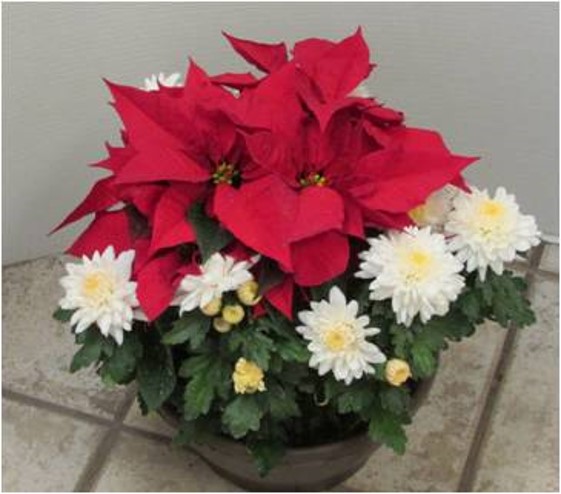 chrysanthemum-spp-mum-dendranthema