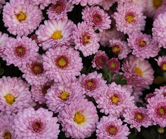 chrysanthemum-x-grandiflorum-mei-kyo-florist-s-mum-garden-mum-chrysanthemum