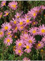 chrysanthemum-x-rubellum-clara-curtis-hardy-chrysanthemum