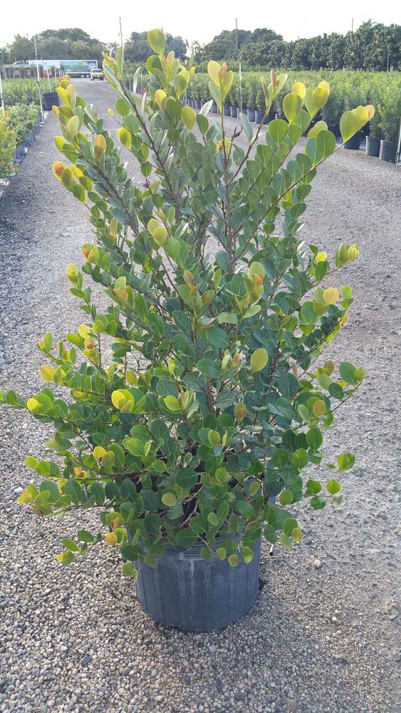 chrysobalanus-icaco-cocoplum