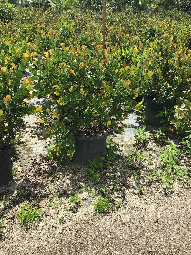 chrysobalanus-icaco-cocoplum