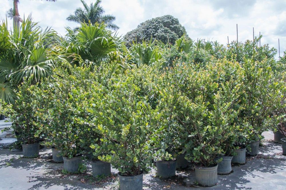 chrysobalanus-icaco-cocoplum