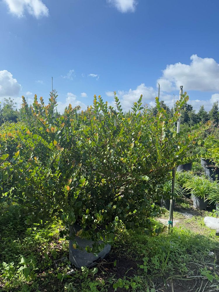 chrysobalanus-icaco-cocoplum