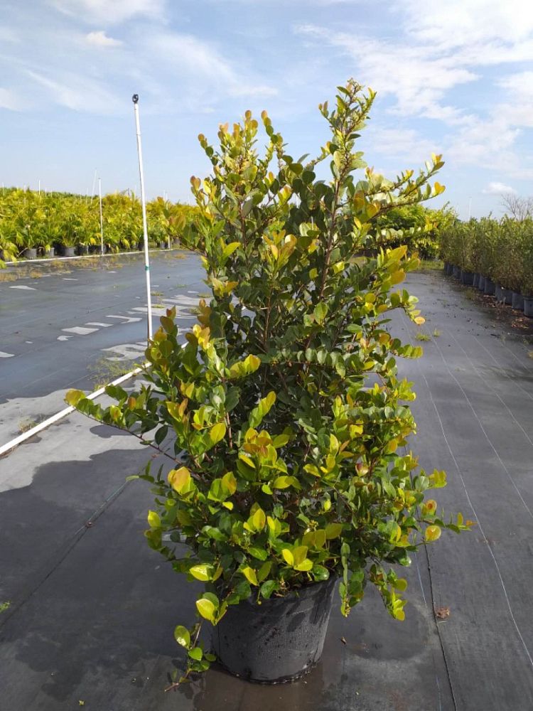 chrysobalanus-icaco-cocoplum