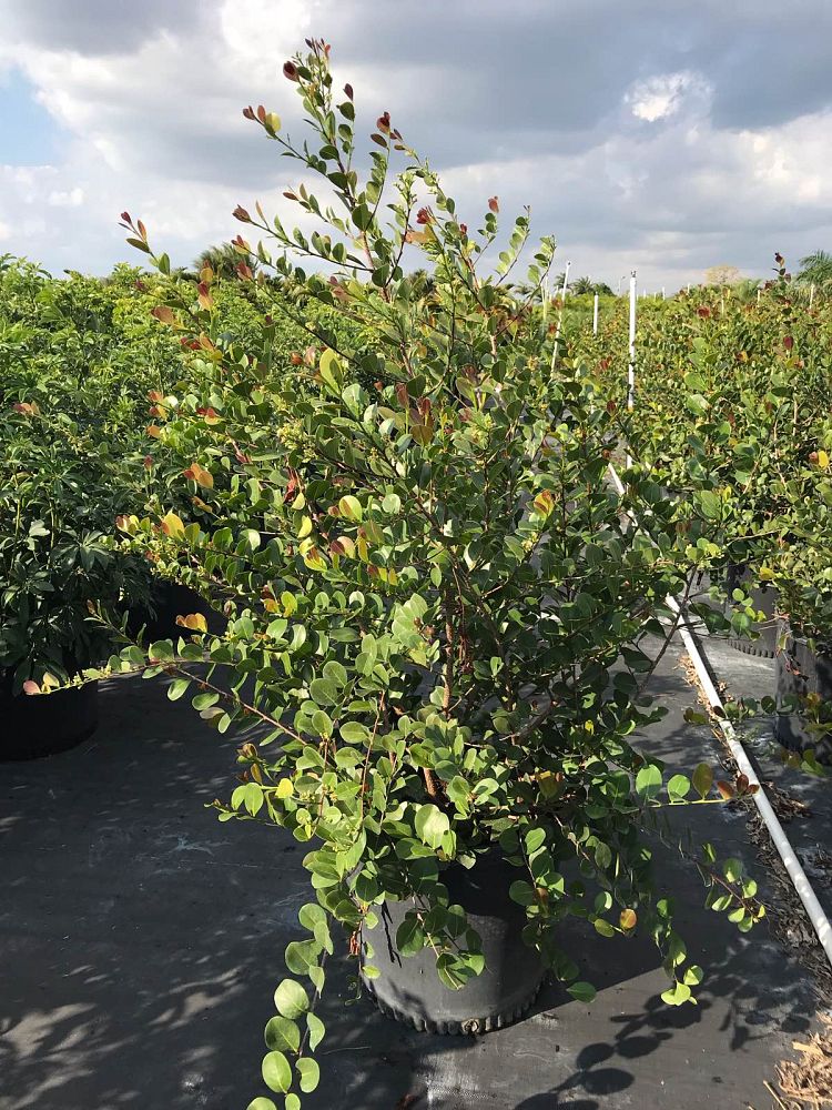 chrysobalanus-icaco-cocoplum