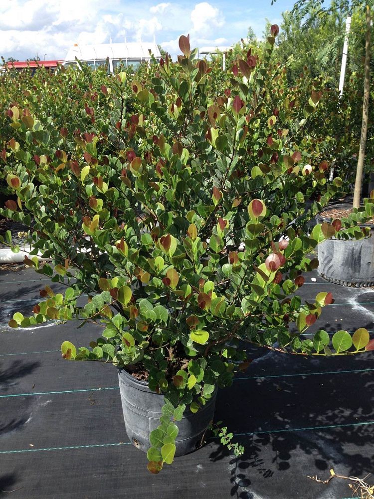 chrysobalanus-icaco-cocoplum