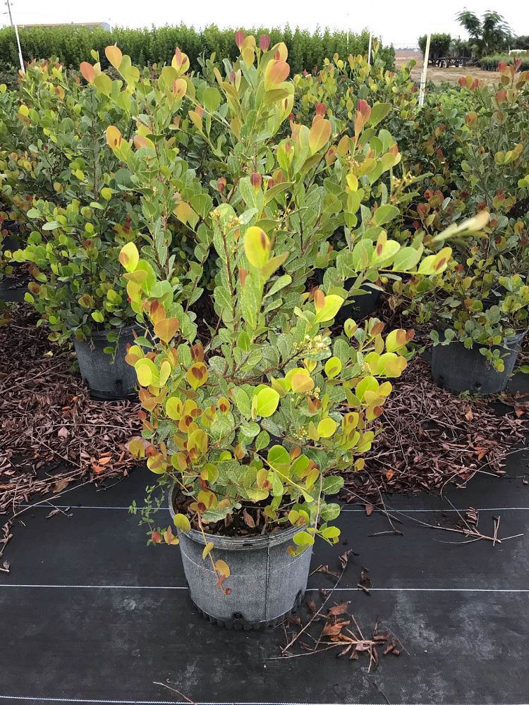 chrysobalanus-icaco-cocoplum