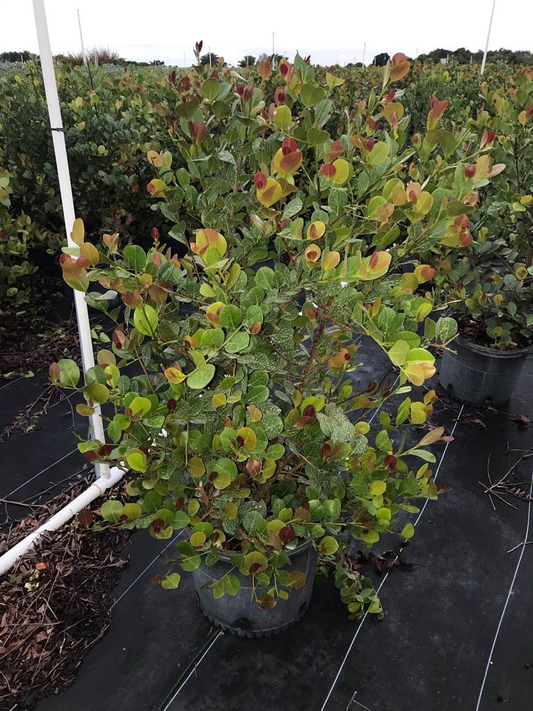 chrysobalanus-icaco-cocoplum