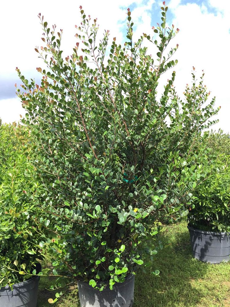 chrysobalanus-icaco-cocoplum