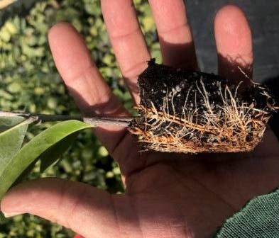 chrysobalanus-icaco-cocoplum
